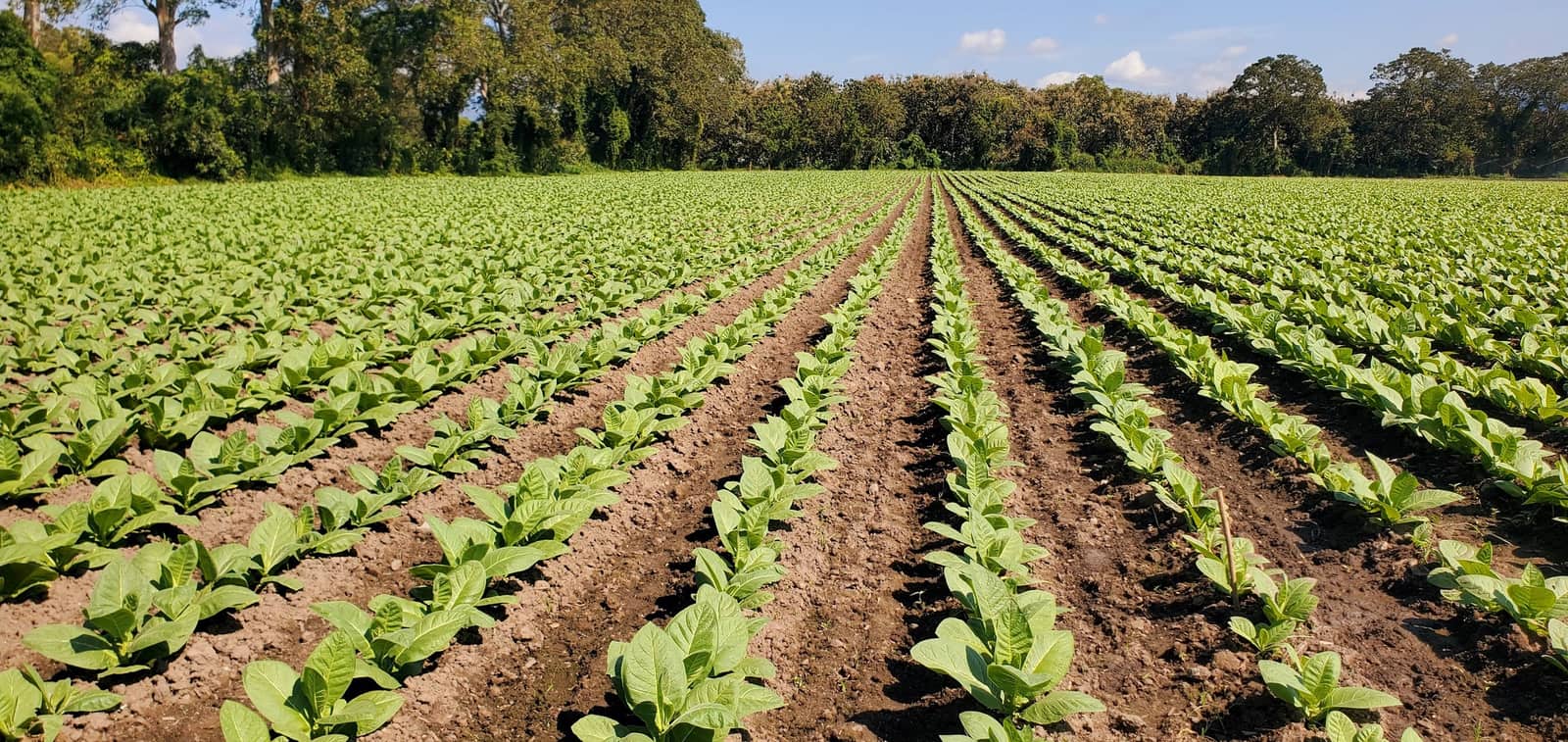 Rows of young tobacco plants running to the tree line on the Tru Leaf farm in Nicaragua